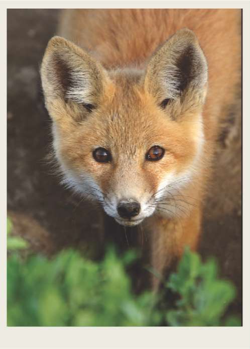 Past - Farming - Farming Challenges - Animal Sickness and Predat