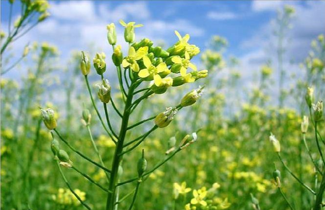A train is stopped in a small town next to a train station and two elevators.