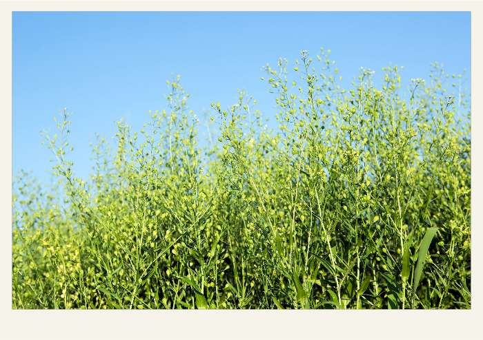 Present-FieldCrops-Camelina-Overview