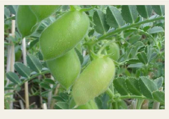 Present-FieldCrops-Chickpeas-Growing1