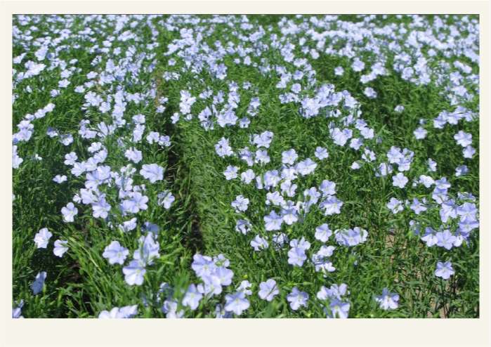 Present-FieldCrops-Flax-History