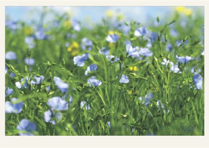 Present-FieldCrops-Flax-Overview