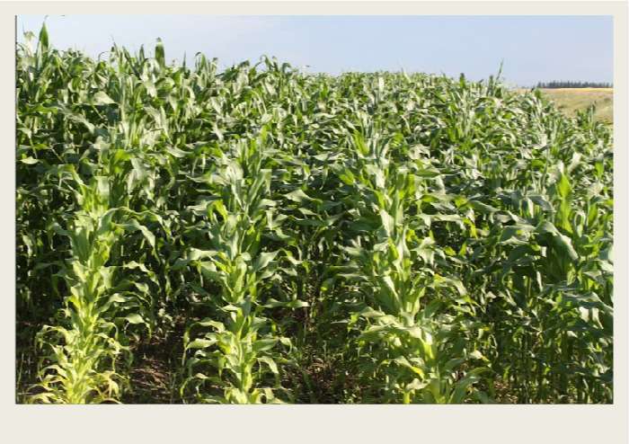 Present-FieldCrops-ForageCrops-Growing1