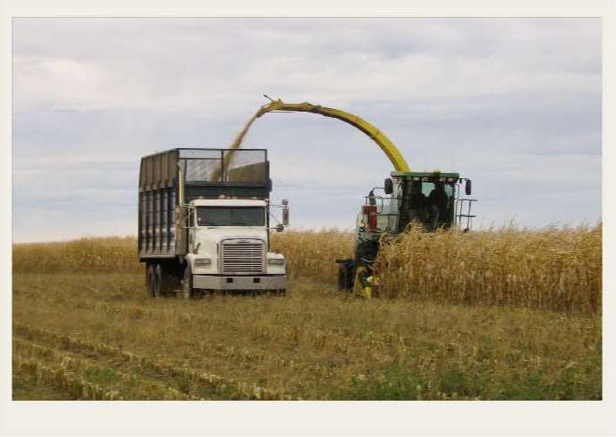 Present-FieldCrops-ForageCrops-Growing3