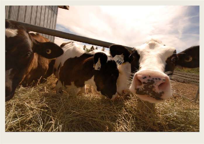 Present-FieldCrops-ForageCrops-Nutrition