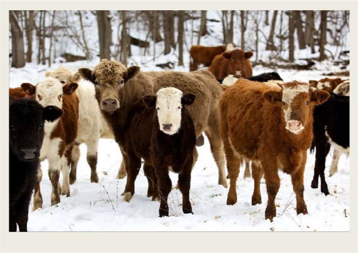 Present-FieldCrops-ForageCrops-Overview1