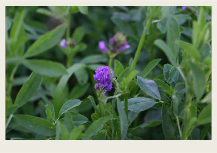 Present-FieldCrops-ForageCrops-Overview2