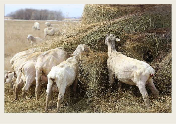 Present-FieldCrops-ForageCrops-Products