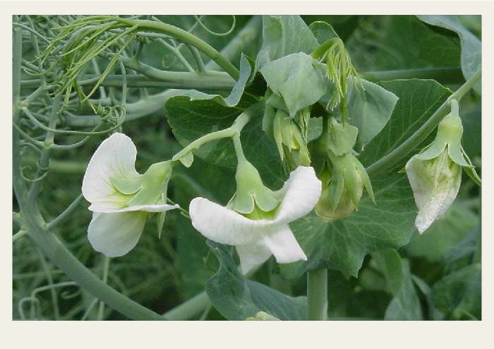 Present-FieldCrops-Lentils-Growing1