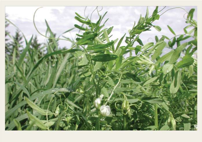 Present-FieldCrops-Lentils-Growing2