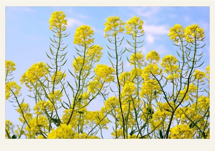 Present-FieldCrops-Mustard-Growing1