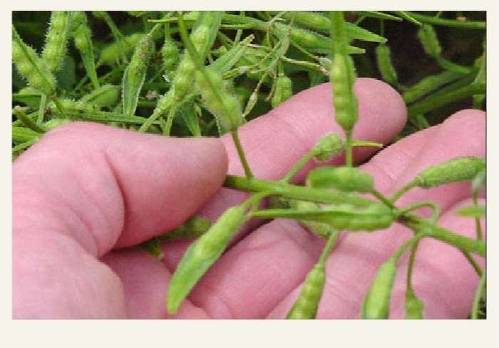 Present-FieldCrops-Mustard-Growing2