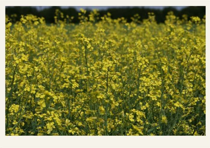 Present-FieldCrops-Mustard-Overview