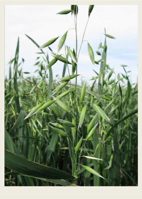 Present-FieldCrops-Oats-Overview