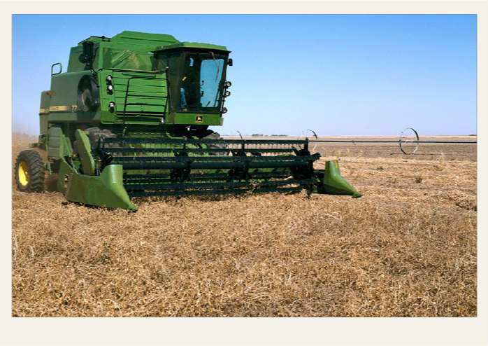 Present-FieldCrops-Peas-Growing3