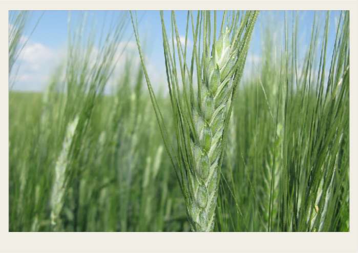Present-FieldCrops-Wheat-Growing1
