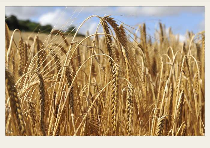 Present-FieldCrops-Wheat-Growing2