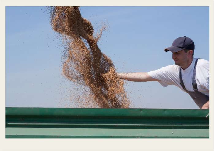 Present-FieldCrops-Wheat-Growing3