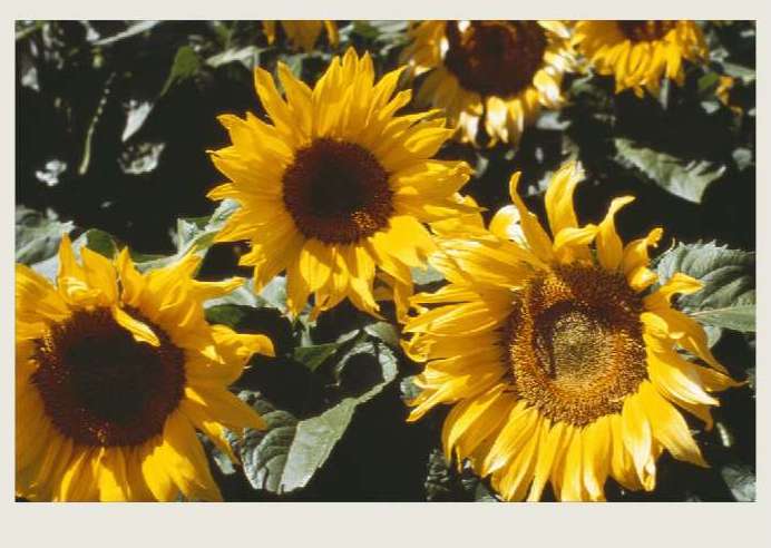 Present-FieldCrops-Sunflowers-Overview