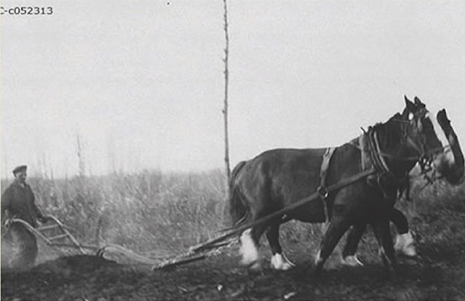A team of two horses are pulling a plow to break Prairie topsoil. A farmer is walking behind the horses to operate the plow.