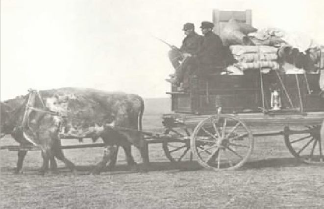 Two men are traveling on a wood wagon that is being pulled across the Prairies by two oxen. These men have a full wagon full of all of their belongings.