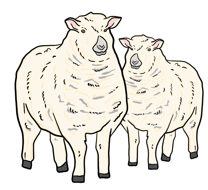 Two sheep are standing together. 