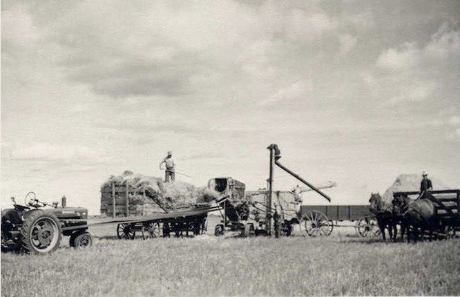 A tractor is hooked up to a threshing machine to provide it with power to thresh the grain. A farmer is standing on top of a full hay cart and using a pitchfork to transfer the hay from the cart to the threshing machine. Another man is sitting on a hay cart that is being pulled by two horses.