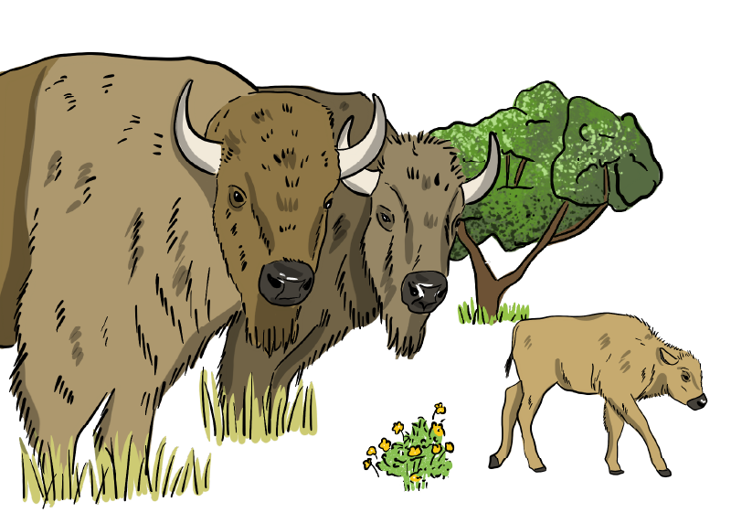 An illustration of three buffalo; two adults and one baby, as well as a tree on a white background..
