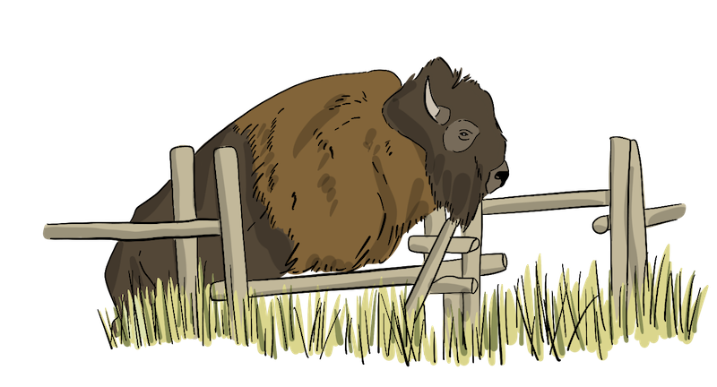 A bison is jumping a fence. 