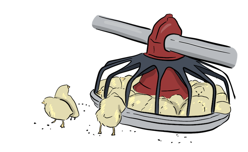 Chicks are eating and drinking from the feeders and water lines that are provided in the barn. 