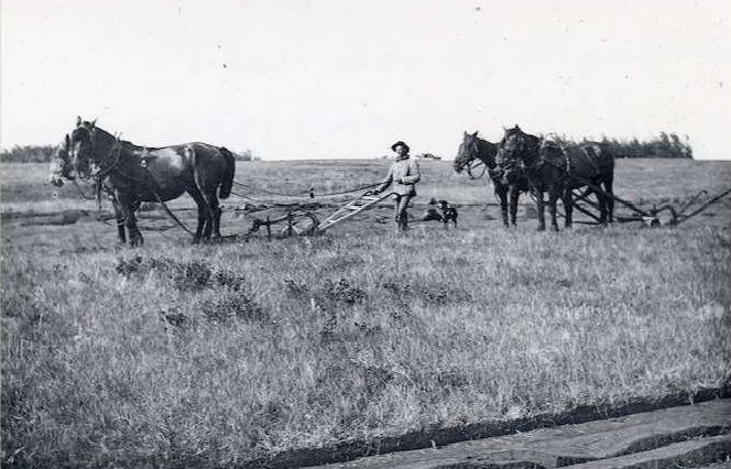 A man is walking behind a team of two horses, as they pull a plow that is being used to break up prairie soil. There's a clear difference between soil that has been plowed and soil that has not been plowed.