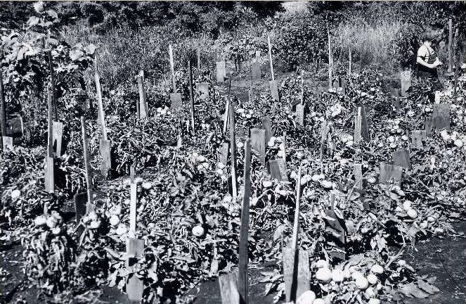 A mother and her three children are sitting down by their car to have supper in the field during harvest time.