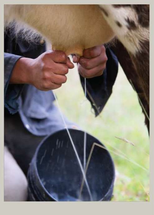 Two hands are milking a cow. Milk is skirting out into a pail. 