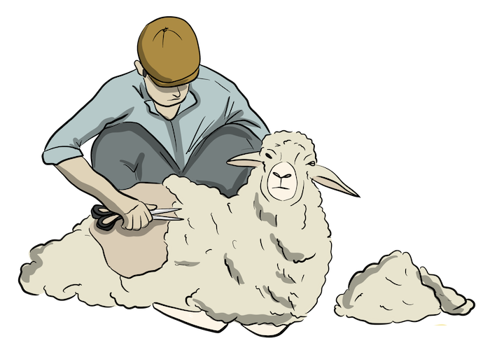 A man is using scissors to cut wool from a sheep. 