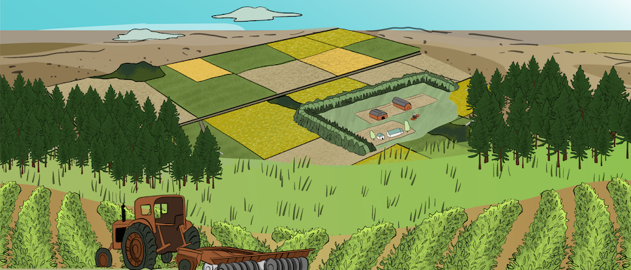 An aerial view of a homestead with a shelterbelt around it is shown. There are fields around the homestead that have alternating crops on them, as a way of stripfarming. 