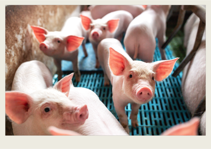 Photo caps-01 A group of pigs in a pen are shown.