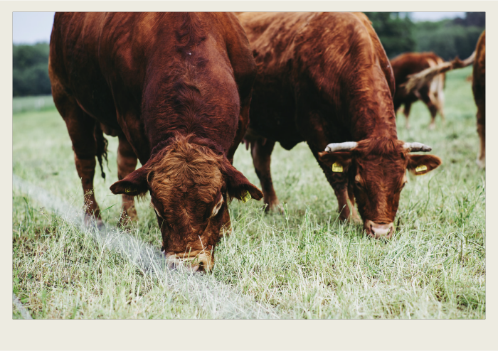 Photo caps-01 A bull and a cow are standing next to each other as they graze in a pasture.