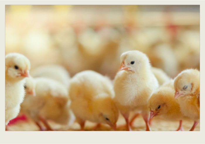 Photo caps-01 A group of chicks are standing together.