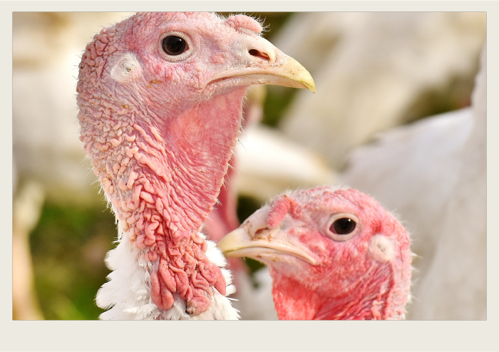 Photo caps-01 A close-up of two white coloured turkeys are shown.