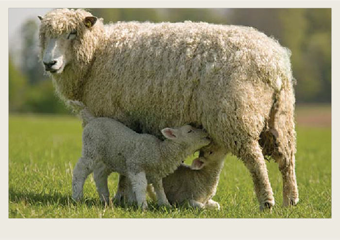 A mother ewe is feeding her two lambs in a pasture. 