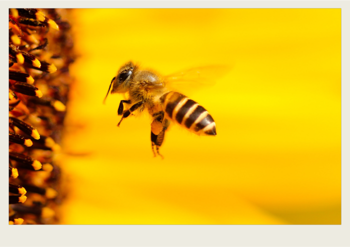 Photo caps-01 A bee is flying towards a yellow flower.