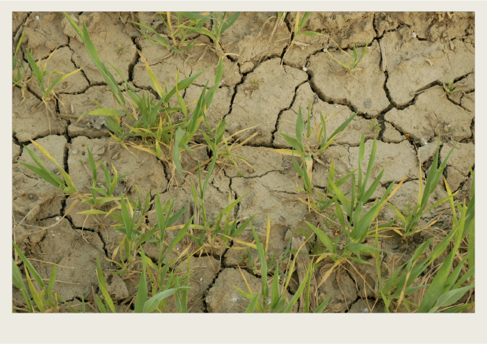The topsoil of a field that hasn’t had enough water is being shown, and there are a few plants that are withering and cracks in the dirt.