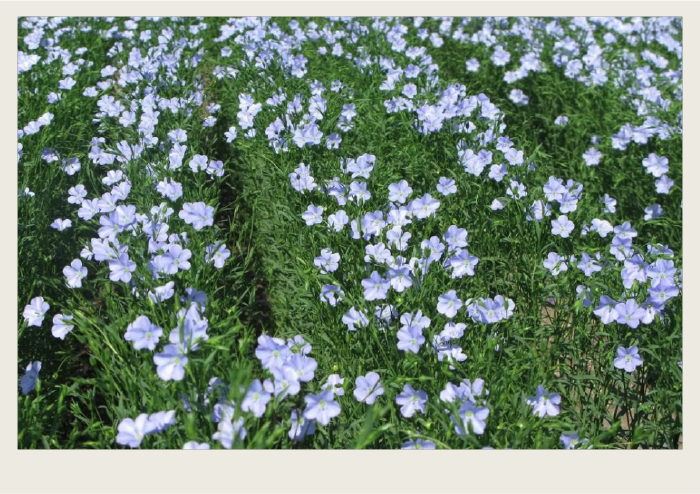 An illustration of flax is shown. 