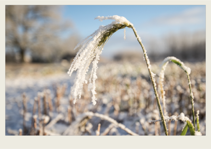 Photo caps-01 copy A wheat sheaf that is still in a field is covered in frost and has frozen.