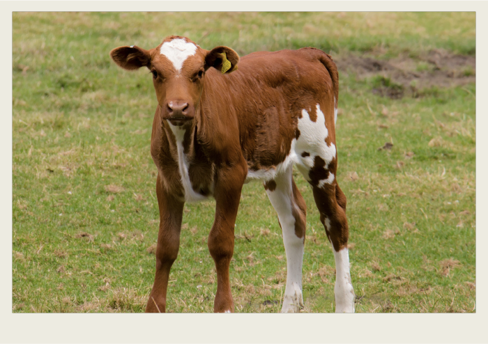 A brown and white coloured calf is standing in a pasture.