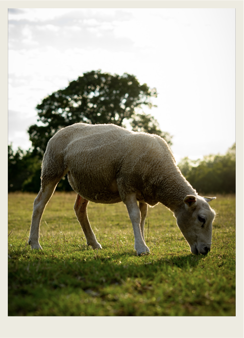 A sheep is grazing in a pasture with the sun shining. 