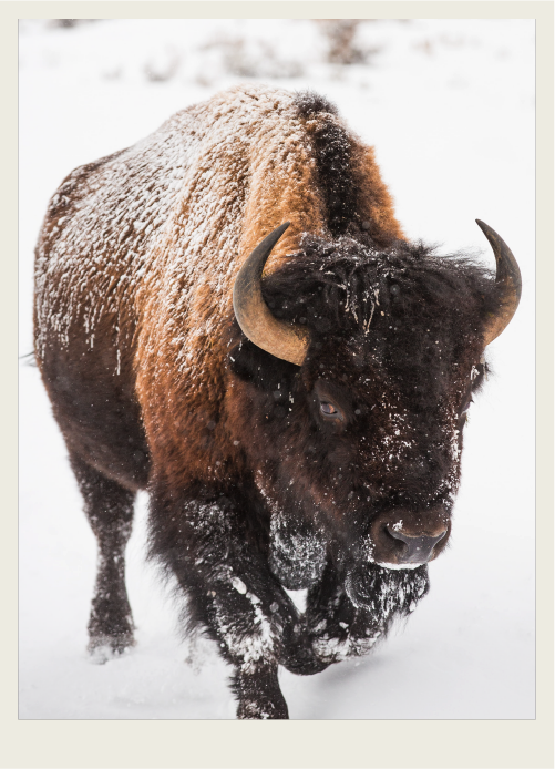 Photo caps-02 A bison is walking in the snow, with snow on its face.