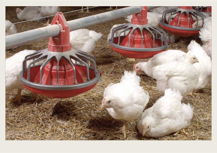 Photo caps-03 Two chicks are drinking water from a water line in a chicken barn.