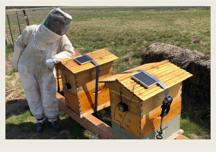 Photo caps-03 A beekeeper is standing in her suit next to two bee hives that have solar panels and monitoring systems on them.