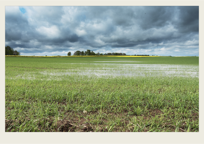 Rain water is pooling in a field, causing crop damage.